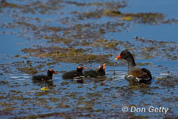 Moorhen_D4B7716