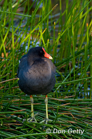Moorhen_D4B7388