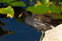 Moorhen_Z2F3155
