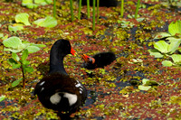 Moorhen_D4B7991