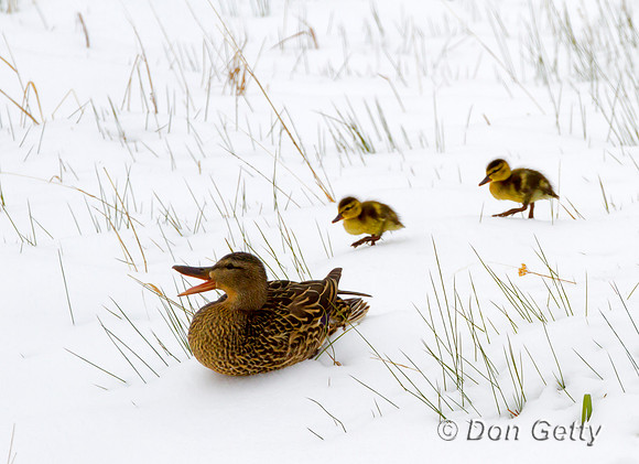 Mallard_MG_4495