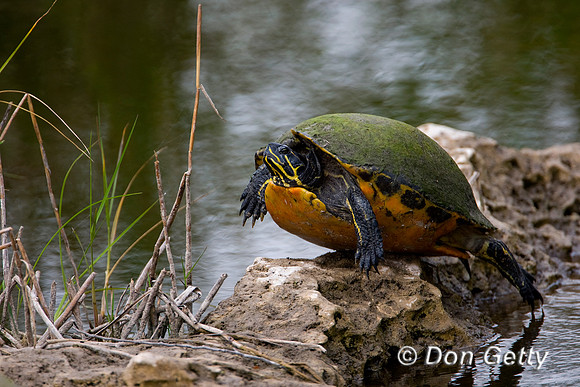 Turtle_D4B8579