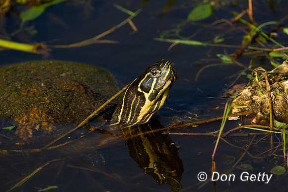 Turtle_Z2F3779