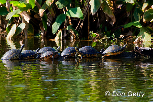 Turtle_D4B7530
