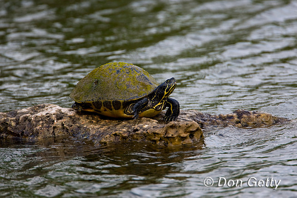 Turtle_D4B8575