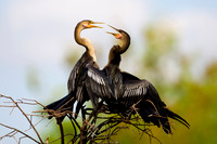 Anhinga