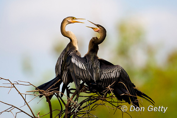 Anhinga
