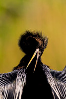 Anhinga