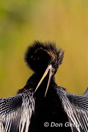 Anhinga