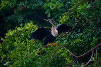 Anhinga