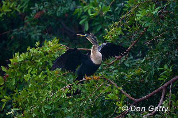 Anhinga