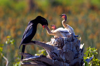Anhinga