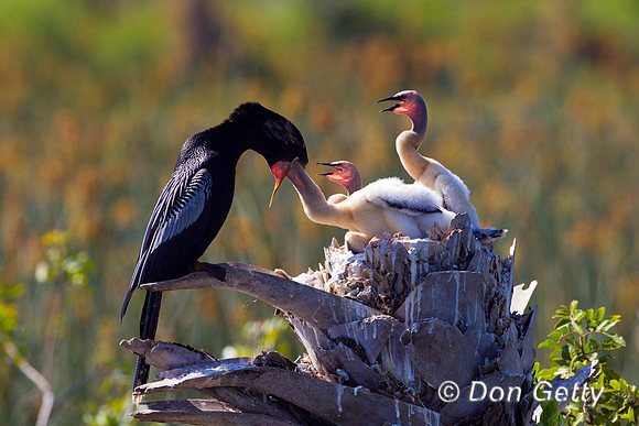 Anhinga