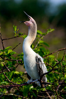Anhinga