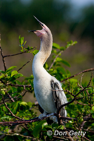 Anhinga