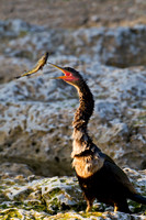 Anhinga