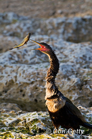 Anhinga