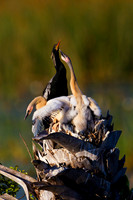Anhinga