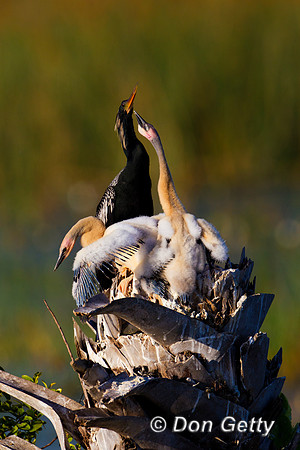 Anhinga