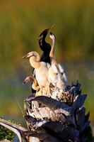 Anhinga