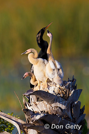 Anhinga
