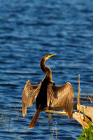Anhinga