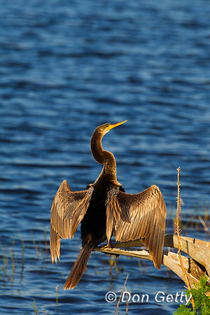 Anhinga