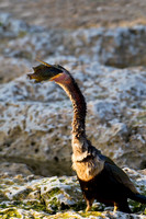 Anhinga
