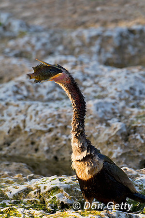Anhinga