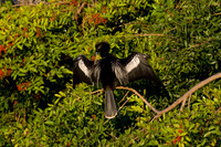 Anhinga