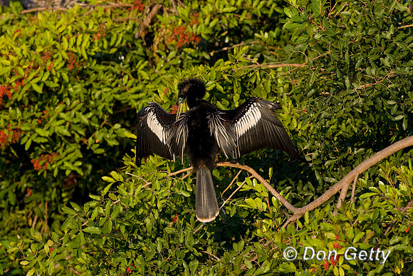 Anhinga