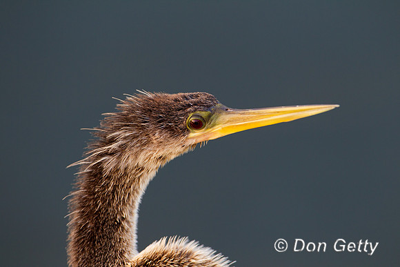 Anhinga