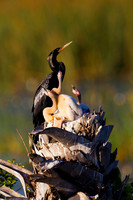 Anhinga