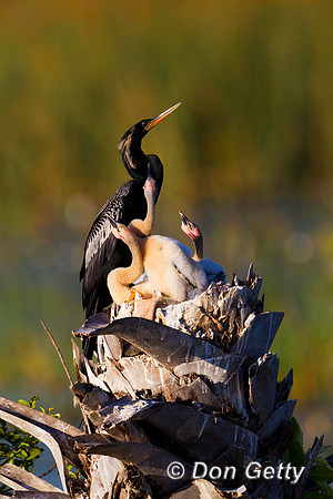 Anhinga