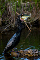 Anhinga