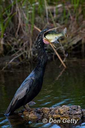 Anhinga
