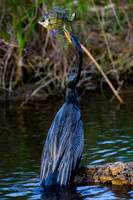 Anhinga