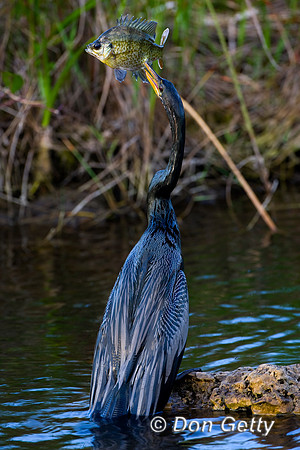 Anhinga