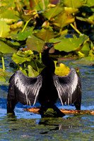 Anhinga