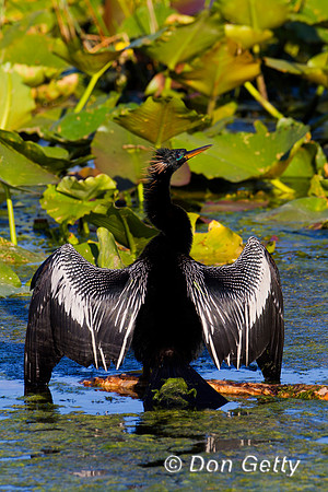 Anhinga