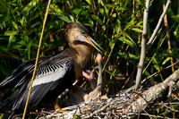 Anhinga