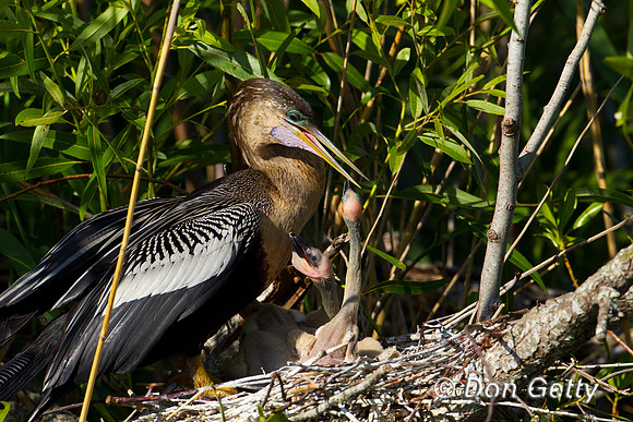 Anhinga
