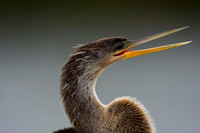 Anhinga