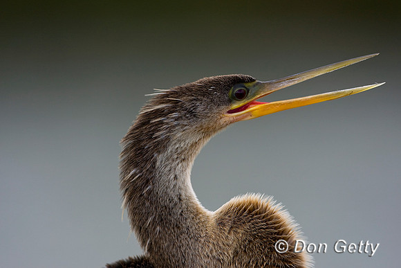 Anhinga