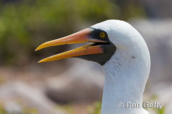 Nazca Booby