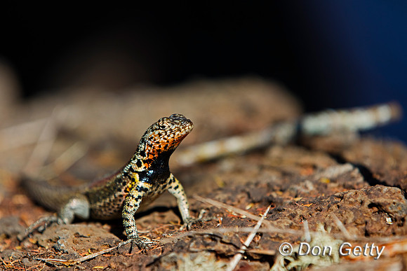 Galápagos Lava Lizard