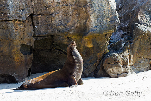 Galápagos Sea Lion