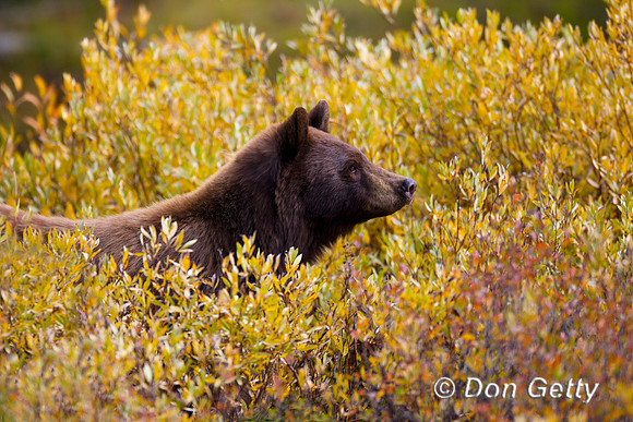 Black Bear