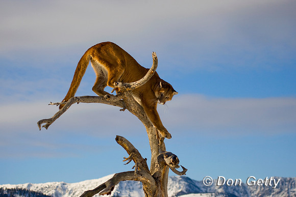 Mt_Lion_D4B0140