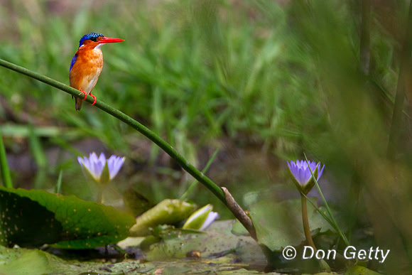 Kingfisher_Mal_Z2F4318